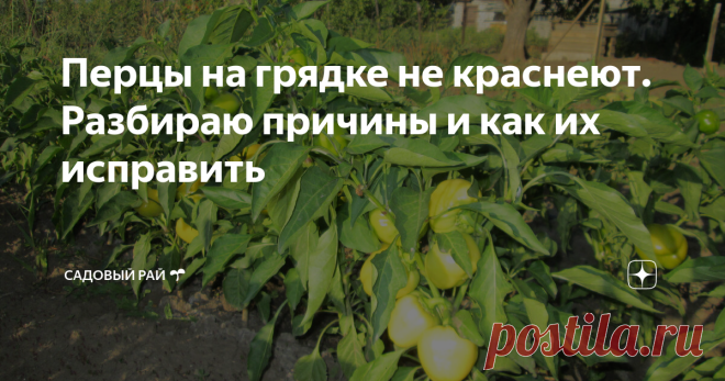Перцы на грядке не краснеют. Разбираю причины и как их исправить | Садовый рай 🌱 | Яндекс Дзен
