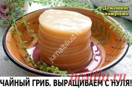 ЧАЙНЫЙ ГРИБ ВЫРАЩИВАЕМ С НУЛЯ! В наши дни мода на чайный гриб вновь возвращается. Но вот удивительно: его даже продают на многочисленных форумах за валюту, пересылают через океан и сокрушаются