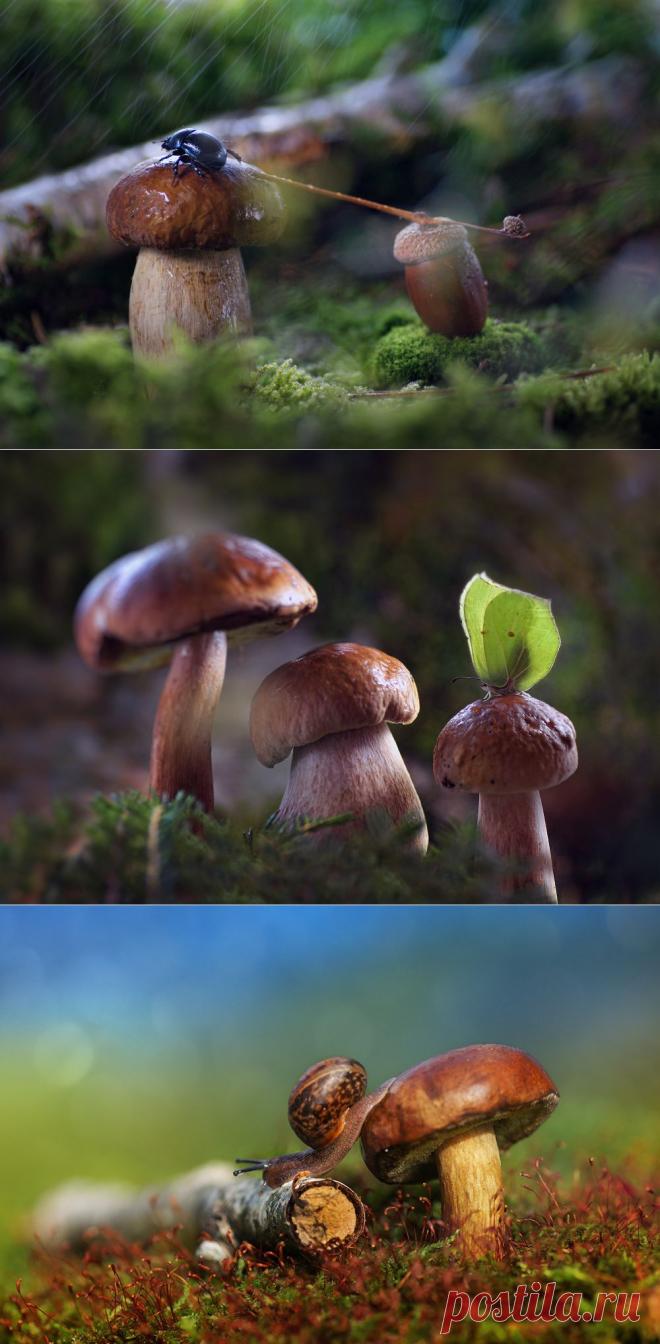 35PHOTO - P Laura - Лесные зарисовки