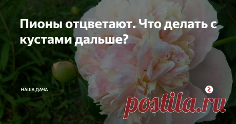 Пионы отцветают. Что делать с кустами дальше? Некоторые, торопясь придать клумбе красивый и опрятный вид, срезают ветки цветочного куста под корень – мол, красоты уже мало, цветов не осталось, растению обрезка будет только на пользу, кусты омолодятся, и все эдакое прочее. На самом деле, оставляя от кустов одни пеньки непосредственно после цветения, вы делайте своей клумбе только хуже.