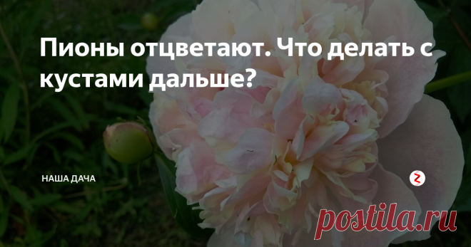 Пионы отцветают. Что делать с кустами дальше? Некоторые, торопясь придать клумбе красивый и опрятный вид, срезают ветки цветочного куста под корень – мол, красоты уже мало, цветов не осталось, растению обрезка будет только на пользу, кусты омолодятся, и все эдакое прочее. На самом деле, оставляя от кустов одни пеньки непосредственно после цветения, вы делайте своей клумбе только хуже.