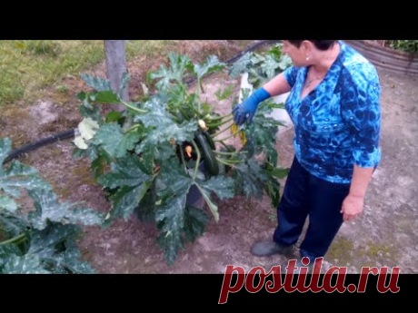 Кабачки-красивый внешний вид и урожайность
