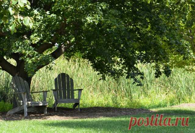 6 недооцененных функций декоративных деревьев и кустарников -