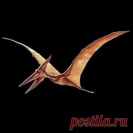 Flying Dinosaurs - All Animals