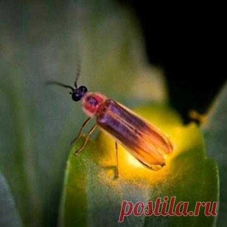 Как светится светлячок.
