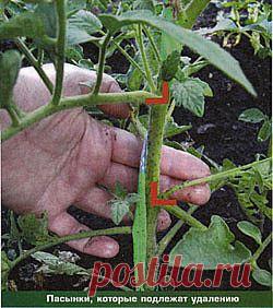 Пасынкование томатов.