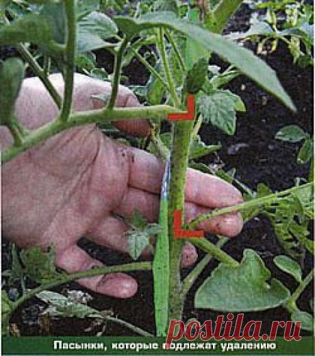 Пасынкование томатов.