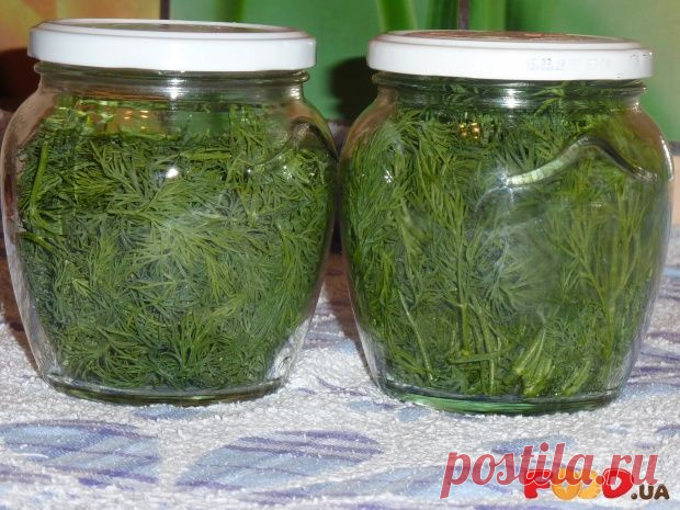 Хранение укропа на несколько месяцев свежим без заморозки - Кулинарные рецепты на Food.ua
