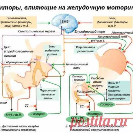 Странный ершик или как ускорить моторику кишечника