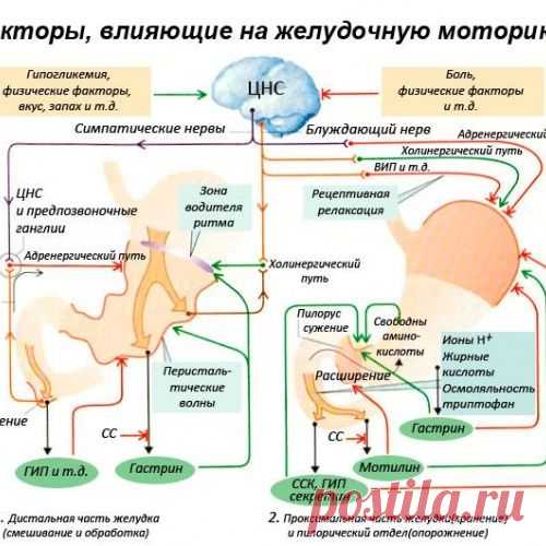 Странный ершик или как ускорить моторику кишечника