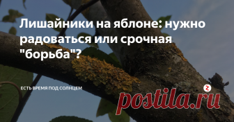Лишайники на яблоне: нужно радоваться или срочная 