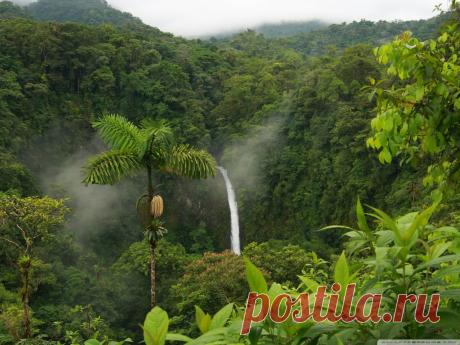 10 неожиданных тайн джунглей | Чёрт побери Джунгли и леса Земли вселяли ужас в человеческую расу на протяжении многих лет. Просто есть что-то тревожащее в незнании того, что может скрываться за следующим деревом. Это не удерживало нас от их исследования и поиска затерянных городов и сокровищ, которые, по слухам, в них хранились. В последние годы мир стал намного меньше, так как всё нанесено на карты, и от спутников ничего не скроется. Однако джунгли по-прежнему хранят свои...