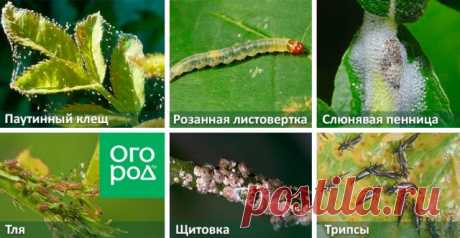 Как вылечить розы без "химии": лучшие народные средства от болезней и вредителей