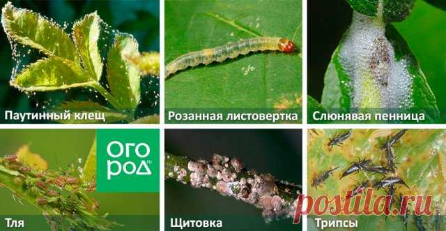 Как вылечить розы без 