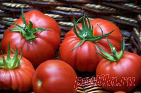 Секреты невероятно высоких урожаев помидоров.