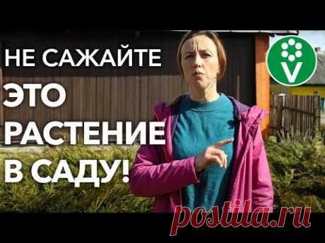 НИ В КОЕМ СЛУЧАЕ НЕ САЖАЙТЕ ЭТО РАСТЕНИЕ - ОНО ПОГУБИТ ВАШ САД!