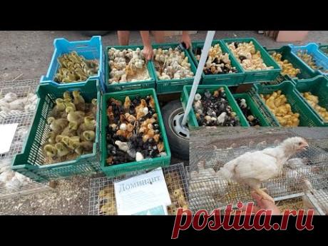 Птичий рынок!!! ОГРОМНЫЕ БРОЙЛЕРЫ ЗА КОПЕЙКИ! КАК ПРОШЛА ТОРГОВЛЯ??