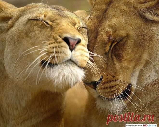 Ноу комментс..