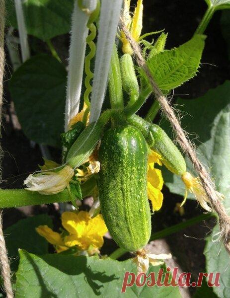 Список самых урожайных огурцов гибридов. | Klumba-plus.ru | Яндекс Дзен