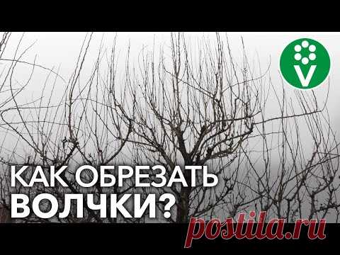 Как удалять ВОЛЧКИ НА ГРУШЕ? Пример обрезки запущенной груши