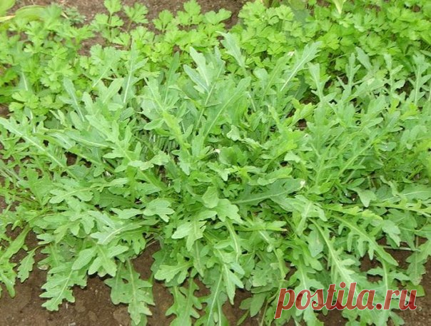 РУКОЛА. ВЫРАЩИВАНИЕ

Рукола (на латыни - Eruca sativa) относится к семейству капустных, одно- или двухлетнее растение, имеет также другие названия: рокет-салат, индау, аругула, эрука салатная. Растет до 60-80 см., имеет лировидно-перистые листья, белые или желтые цветки. Ее семена спрятаны в продолговатые стручки. В одном стручке находится около 30 зерен, которые вполне можно использовать для приготовления горчицы. 

Руколу выделяет необычный, ни на что другое не похожий о...