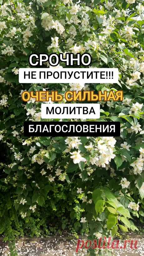 Поиск по теме «'уподобайки таро и предсказания молитва'» в TikTok | Поиск в TikTok