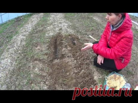 ПОСАДКА КАРТОФЕЛЯ БЕЗ ЛОПАТЫ!ЭФФЕКТ ОКУЧИВАНИЯ БЕЗ ОКУЧИВАНИЯ!