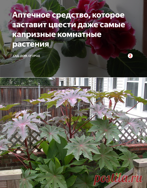 Аптечное средство, которое заставит цвести даже самые капризные комнатные растения | Сад, дом, огород | Яндекс Дзен