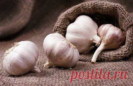 Чем полезен чеснок: целебные свойства, применение, научные исследования.