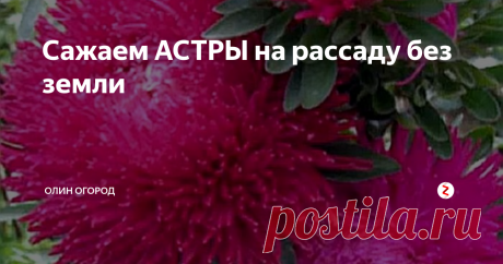 Сажаем АСТРЫ на рассаду без земли Чтобы астра цвела раньше на 2-3 недели, ее нужно выращивать через рассаду.
Сегодня я покажу способ выращивания рассады астры без земли. Сажать будем в "самокрутки" из пакетов.
От рулона с пакетами для мусора отделить один и, как он есть сложенный в несколько раз, расстелить по длине.
Самую дешевую серую туалетную бумагу стелим на пакет в 3 слоя.