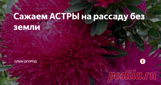 Сажаем АСТРЫ на рассаду без земли Чтобы астра цвела раньше на 2-3 недели, ее нужно выращивать через рассаду.
Сегодня я покажу способ выращивания рассады астры без земли. Сажать будем в 