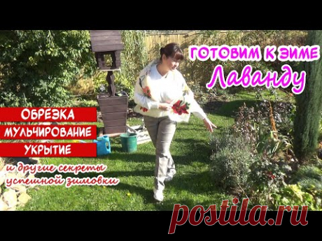 ЛАВАНДА: готовим к зиме правильно! Про обрезку, полив, мульчирование и укрытие. 100% перезимует!