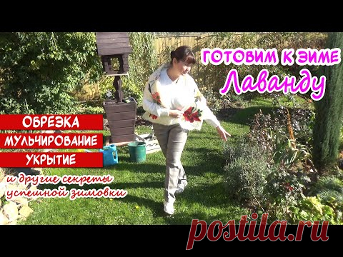 ЛАВАНДА: готовим к зиме правильно! Про обрезку, полив, мульчирование и укрытие. 100% перезимует!
