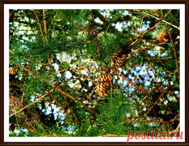 Прогулки. Ёлки-шишки