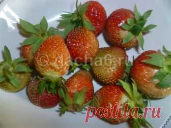 Как продлить плодоношение клубники