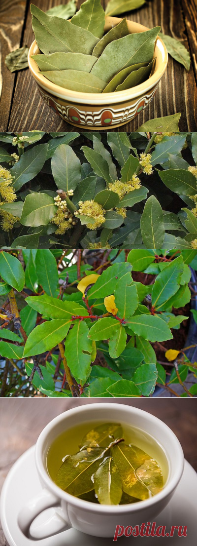 Лавр, свойства и полезности
