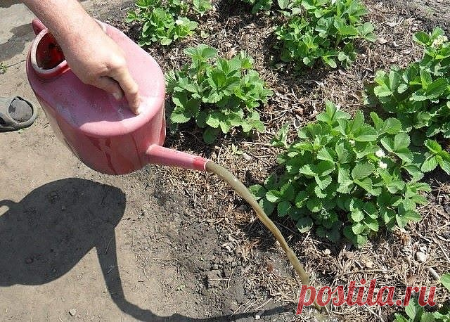 Все основные пропорции по подкормкам и обработкам!