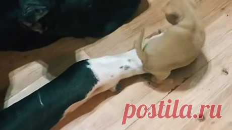 Солдат блоху не обидит.