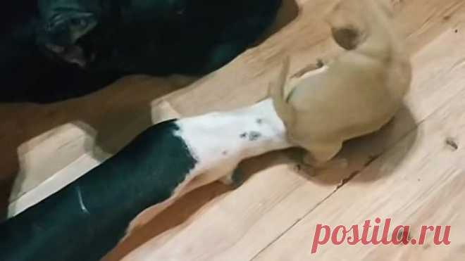 Солдат блоху не обидит.