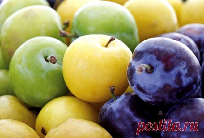 Наилучшие сорта алычи для выращивания на даче