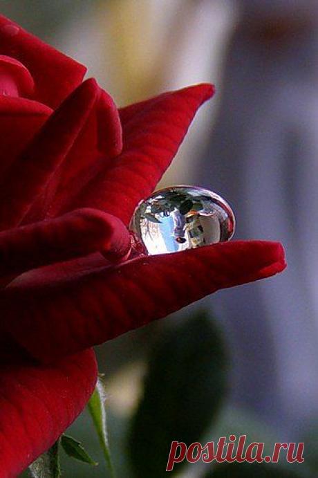 Очарование тёмных роз... | Я люблю ✿ ЦВЕТЫ ✿ | I ♥ Flowers