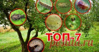 Топ-7 самых опасных вредителей сада В саду обитает много насекомых, которые не прочь полакомиться соком, листьями или плодами деревьев и кустарников. Другие наносят вред корням растений. Давайте узнаем, какие семь вредителей покушаются на ваш урожай и не спешат уходить из сада!