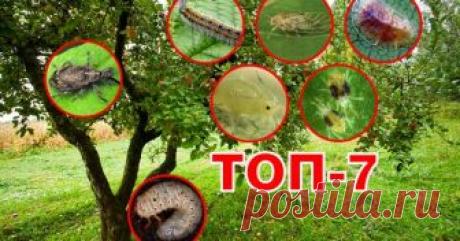 Топ-7 самых опасных вредителей сада В саду обитает много насекомых, которые не прочь полакомиться соком, листьями или плодами деревьев и кустарников. Другие наносят вред корням растений. Давайте узнаем, какие семь вредителей покушаются на ваш урожай и не спешат уходить из сада!