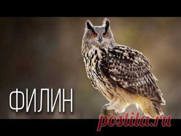 Филин: Ночной Охотник | Интересные факты про филинов