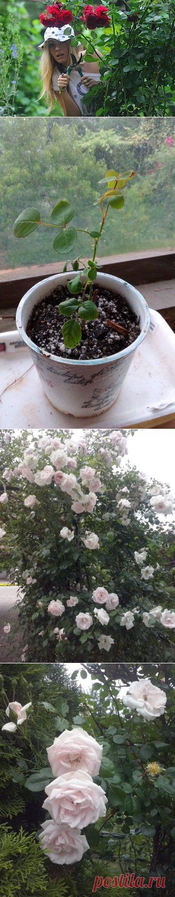 Как бесплатно раздобыть цветы для дачи и правильно их размножить