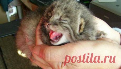 Российский фермер спас на своем участке не совсем обычных котят Однажды во время обхода территории своего участка в Забайкальском крае фермер совершенно случайно обнаружил четырех маленьких котят на месте старой скотоводческой стоянки. Малыши были совсем беспомощн...