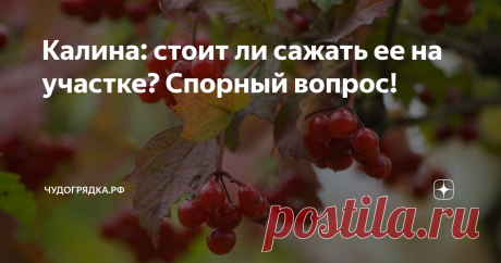 Калина: стоит ли сажать ее на участке? Спорный вопрос! Это, пожалуй, одна из самых противоречивых садовых культур. С одной стороны в народе она очень любима, недаром же о ней сложено огромное количество пословиц, поговорок, песен и стихов. С другой стороны, растет она далеко не на каждом участке – многие дачники ее не жалуют. Почему? Давайте разбираться. А заодно и решим: нужна она в саду или все-таки ей там не место?
5 плюсов калины
1. Целебные свойс