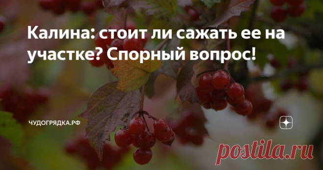 Калина: стоит ли сажать ее на участке? Спорный вопрос! Это, пожалуй, одна из самых противоречивых садовых культур. С одной стороны в народе она очень любима, недаром же о ней сложено огромное количество пословиц, поговорок, песен и стихов. С другой стороны, растет она далеко не на каждом участке – многие дачники ее не жалуют. Почему? Давайте разбираться. А заодно и решим: нужна она в саду или все-таки ей там не место?
5 плюсов калины
1. Целебные свойс