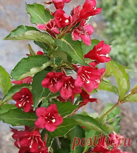 Размножение вейгелы семенами, черенками и отводками | Дача - впрок