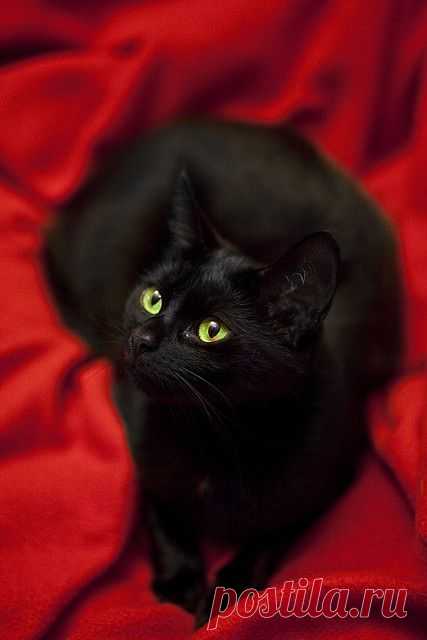 ..Czarnula.. | Flickr - Photo Sharing!